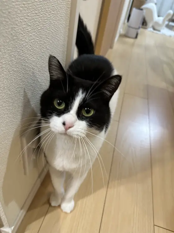 おうちのきいちゃんの写真